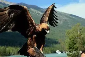 鹰 “追两兔而不得其一”图片