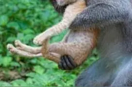 猴子死抱住小猫不撒手，猫主人想要击毙它，可原因让人无法下手！图片