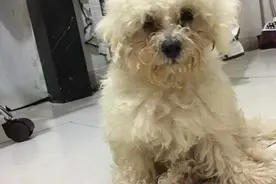 比熊宝宝大变身！图片