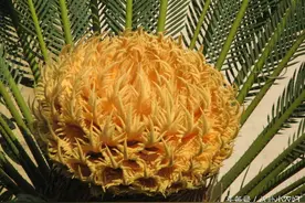 俗话说〝铁树开花，哑巴讲话〞，是美好幸福的象征，你见到了吗？图片