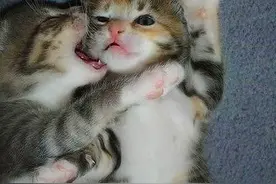 养猫新手必读：如何分辨幼猫性别图片