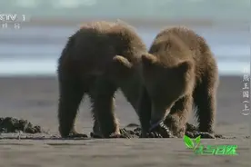 一种体型最大的熊族 一场极为罕见的杀戮 探秘威猛的棕熊王国视频封面