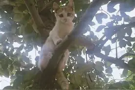 小伙乘高铁营救被困小猫 一年花20多万救助宠物图片