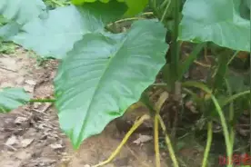 农村看到都怕的滴水观音，还可以药用治疮肿毒、风湿关节炎、
