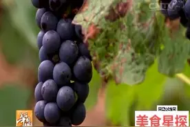 舌尖上的黑龙江，林口自酿山葡萄酒视频封面