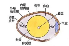 简单一招，轻松教你怎样去识别新鲜鸡蛋图片