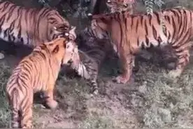 追踪长春动植物公园公布幼虎死亡报告|吉大命案现场学生献花哀悼图片