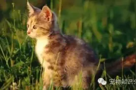 猫咪犯错后如何调教才合适？图片