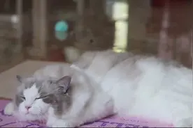 布偶猫诺大宝：拖拉机般震天的猫呼噜声嗲到萌化啦视频封面