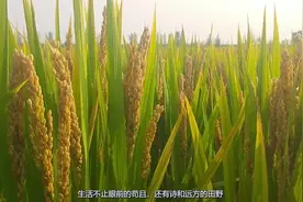 金秋十月，满地金灿灿的水稻，农民迎来了大丰收