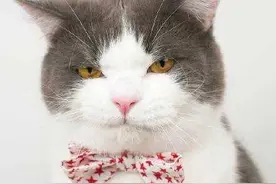 家里1岁公猫绝育后失心疯了图片
