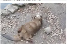 河边老鼠躺在那“做运动“，仔细一看却令人哭笑不得图片