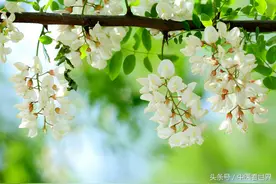 香甜可口的花米，还是降压降脂，预防中风的良药！图片