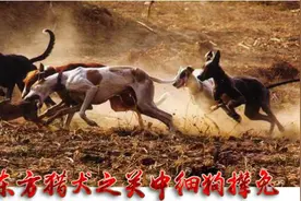 东方猎犬之关中细狗撵兔视频封面