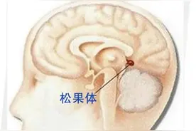 今日小科普·松果体图片