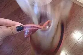 笑点低的人慎点，这些狗狗笑死人不偿命的...图片
