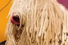 百科犬说之可蒙犬图片