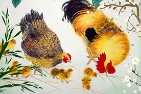 农历几月出生的属鸡人，人中龙凤，光耀门楣，一生不愁衣食！图片