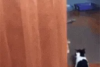 猫妈妈丢下小猫去思考人生，一转身却又看到小猫内心是崩溃的图片