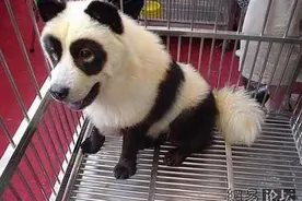 恶搞狗狗笑翻天<超级可爱>图片