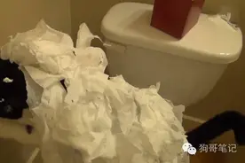 猫咪说它有点冷，于是厕所的卷纸遭殃了！图片