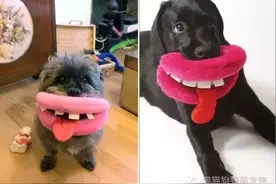 当狗狗玩着它们的那些奇葩玩具，毫无违和感！图片