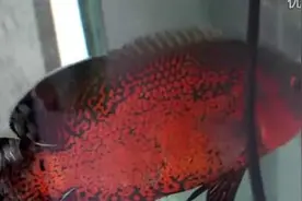 从未见过的的地图鱼图片