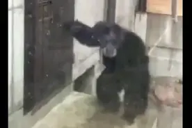 一只黑猩猩在敲门~这分明是憋了一路尿到家发现没带钥匙的我呀！图片