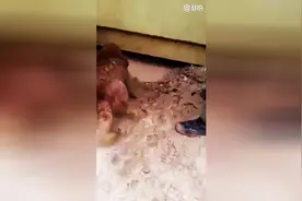 狗妈妈洪水中冒死救出自己的孩子！救援人员都看哭了图片