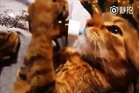 猫咪的吃相，好香好可爱图片