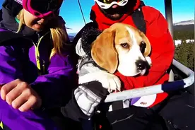 遇到肯带自己滑雪的主人 这只比格犬也是蛮幸运的图片