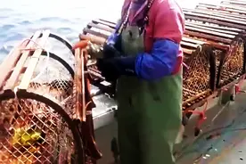 跟随加拿大渔民出海捕龙虾：原来龙虾是这样捕捞的，长见识了！图片