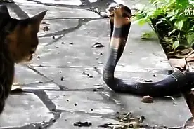 猫和眼镜蛇干仗，猫星人反应太快了，观众中文解说图片