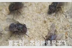 生活小妙招：塑料瓶加一根筷子，夏天苍蝇再多也不怕超级的管用视频封面