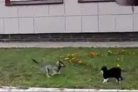 猫咪和狗狗互相看不顺眼，直接草坪决战，结局咋舌！图片