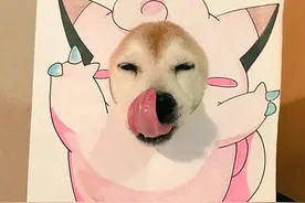 萌死我也 网红柴犬实力COS《口袋妖怪》图片