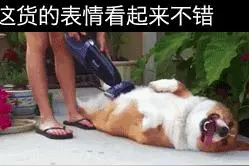 今日精选三：二哈这表情看起来不错图片