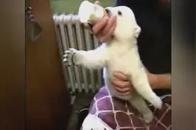 外国牛人竟在家养了一只北极熊！视频封面