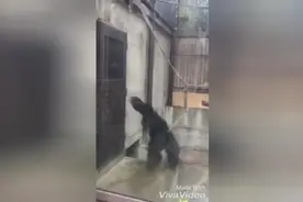 实拍黑猩猩敲门无响应 拳打脚踢暴力踹门视频封面