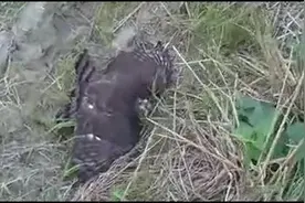 实拍：驯养南摆抓伯劳视频封面
