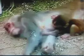 史上最感人的喂奶视频！ 看完一遍又一遍！图片