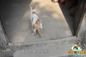外婆住在山顶寺庙，养了一只可爱的猫咪，为什么没有尾巴？视频封面