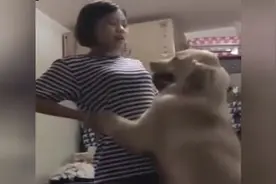 女主人和金毛玩耍，结果金毛的举动太逗了！视频封面