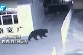 熊出没！300斤棕熊凌晨大闹村庄 注射4支麻醉将放生黑瞎子岛视频封面