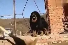 打架也要注意技巧，看看这个必杀发的