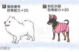 寒气逼人！大冷天宠物防冻指南图片
