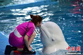手机新华网<美女驯兽师和白鲸“萌宝”的幸福生活图片