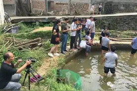 养了28年的鱼是什么样的？浦北官垌大草鱼又引来央视关注图片
