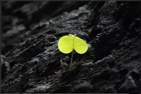 夜听 | 即使再难，也要怀着希望图片
