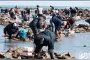 日照：百余人冒严寒集结挖海蛎子图片